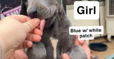 6 purebred great dane puppies for sale