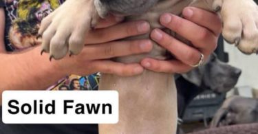 6 purebred great dane puppies for sale