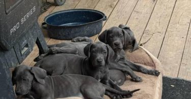 6 purebred great dane puppies for sale