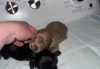 Rare Color Miniature Dachshund Puppies – AKC Registered