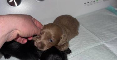 Rare Color Miniature Dachshund Puppies – AKC Registered