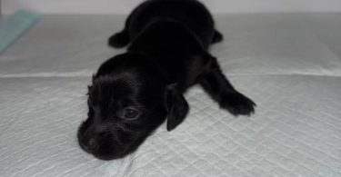 Rare Color Miniature Dachshund Puppies – AKC Registered