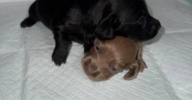 Rare Color Miniature Dachshund Puppies – AKC Registered