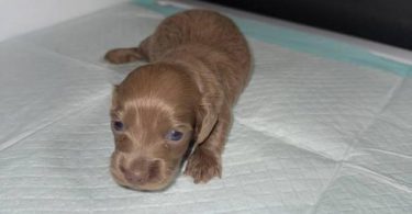 Rare Color Miniature Dachshund Puppies – AKC Registered