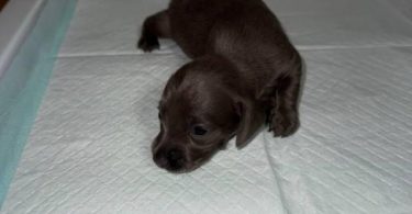 Rare Color Miniature Dachshund Puppies – AKC Registered