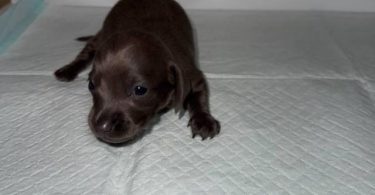 Rare Color Miniature Dachshund Puppies – AKC Registered