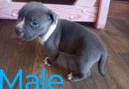 6 Bully puppies need loving homes