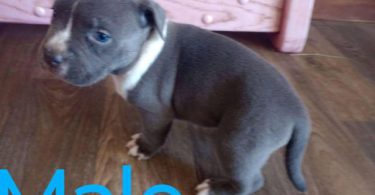 6 Bully puppies need loving homes