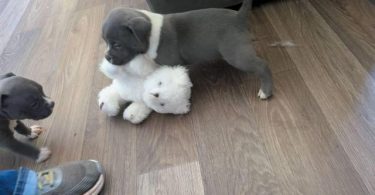 6 Bully puppies need loving homes