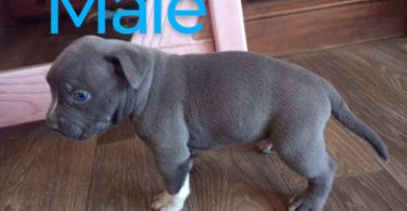 6 Bully puppies need loving homes