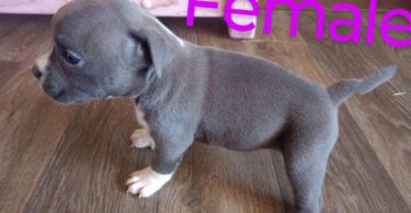 6 Bully puppies need loving homes