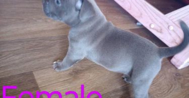 6 Bully puppies need loving homes