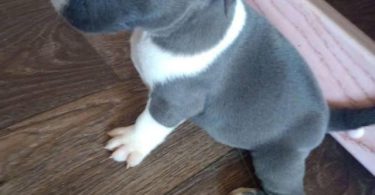 6 Bully puppies need loving homes