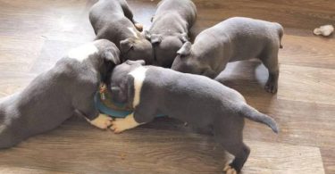 6 Bully puppies need loving homes