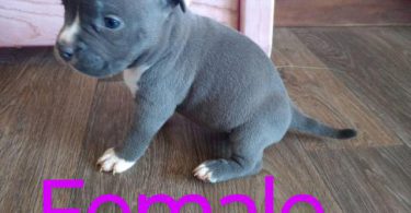 6 Bully puppies need loving homes