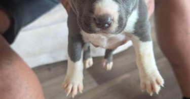 6 Bully puppies need loving homes