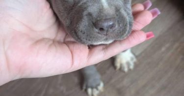 6 Bully puppies need loving homes