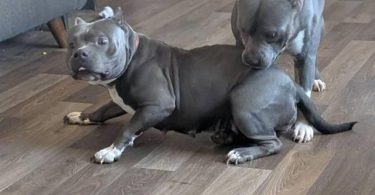 6 Bully puppies need loving homes