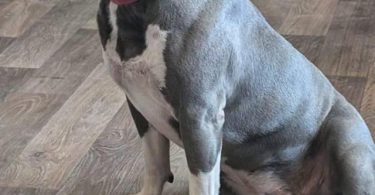 6 Bully puppies need loving homes