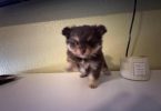 Pomeranian Puppy – 1 Male Left