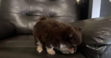 Pomeranian Puppy – 1 Male Left