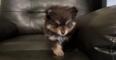 Pomeranian Puppy – 1 Male Left