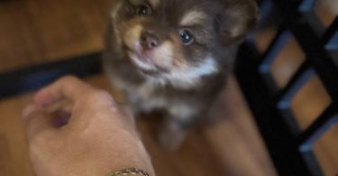 Pomeranian Puppy – 1 Male Left