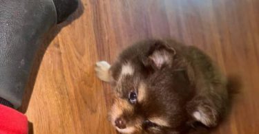 Pomeranian Puppy – 1 Male Left