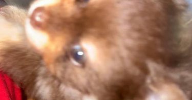 Pomeranian Puppy – 1 Male Left