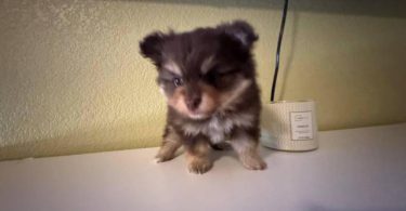 Pomeranian Puppy – 1 Male Left