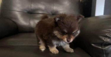 Pomeranian Puppy – 1 Male Left
