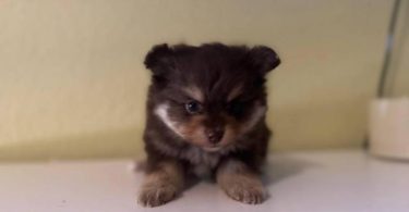 Pomeranian Puppy – 1 Male Left
