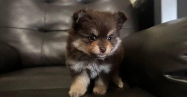 Pomeranian Puppy – 1 Male Left
