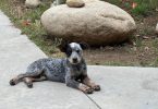 Queensland Heeler puppies