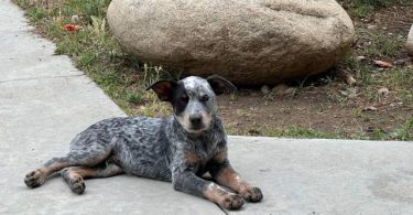 Queensland Heeler puppies