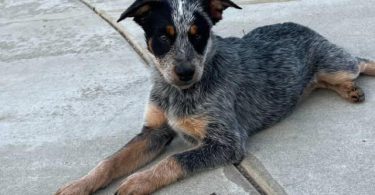 Queensland Heeler puppies