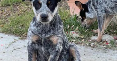 Queensland Heeler puppies