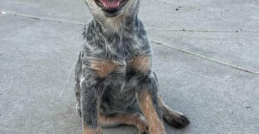 Queensland Heeler puppies