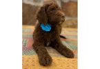 Beautiful coat Goldendoodles