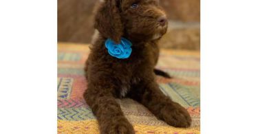 Beautiful coat Goldendoodles