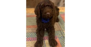 Beautiful coat Goldendoodles