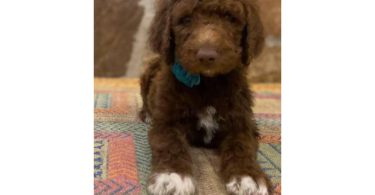 Beautiful coat Goldendoodles