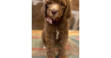 Beautiful coat Goldendoodles