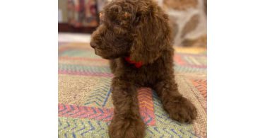 Beautiful coat Goldendoodles