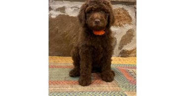 Beautiful coat Goldendoodles
