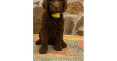 Beautiful coat Goldendoodles