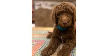 Beautiful coat Goldendoodles