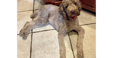 Beautiful coat Goldendoodles
