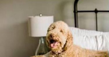 Beautiful coat Goldendoodles