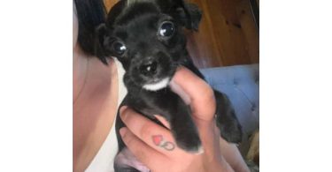 Chihuahua x Teacup Yorkie